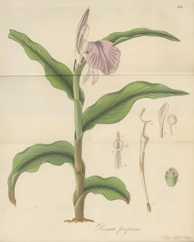 Roscoea Purpurea