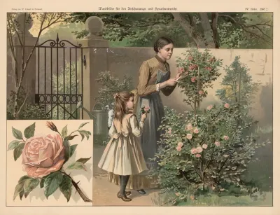 Rose 12