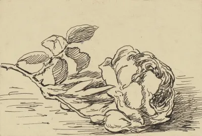 Rose 16