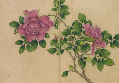 Rose 3