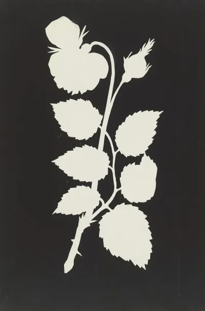 Rose 7