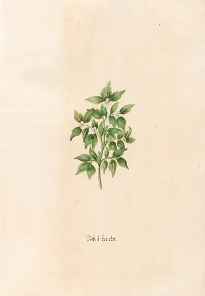 Rose A Jericho