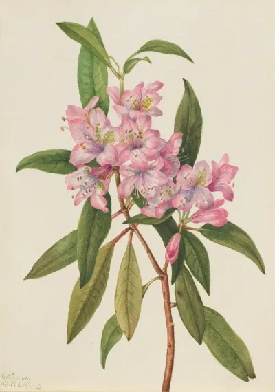 Rose Bay Rhododendron Rhododendron Carolinianum