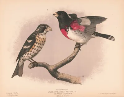 Rose Breasted Grosbeak Goniaphea Ludoviciana 1 Male 2 Female