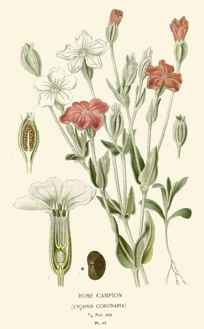 Rose Campion