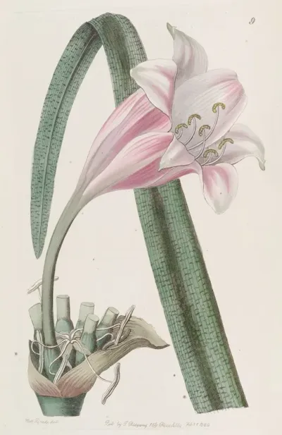 Rose Coloured Changeable Crinum