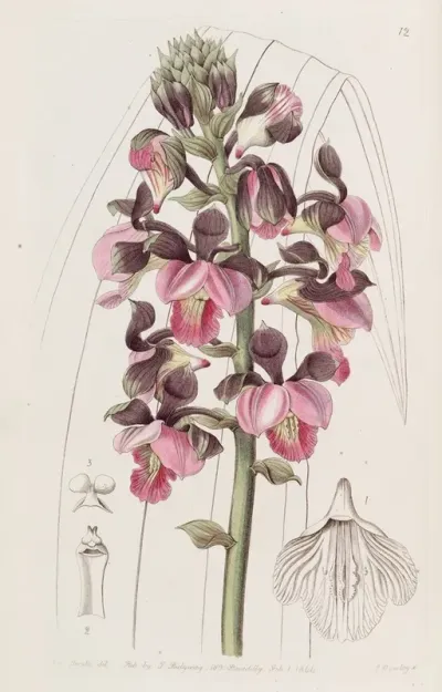 Rose Coloured Lissochilus