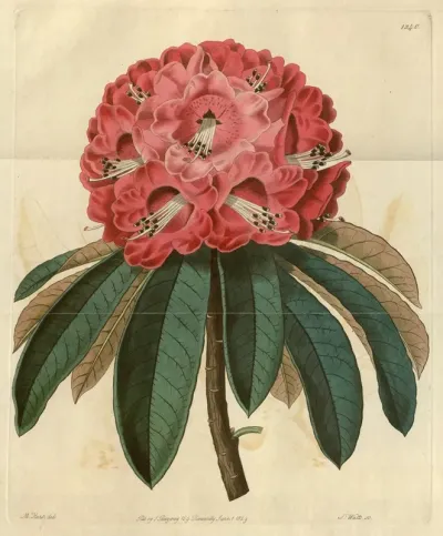 Rose Coloured Tree Rhododendron