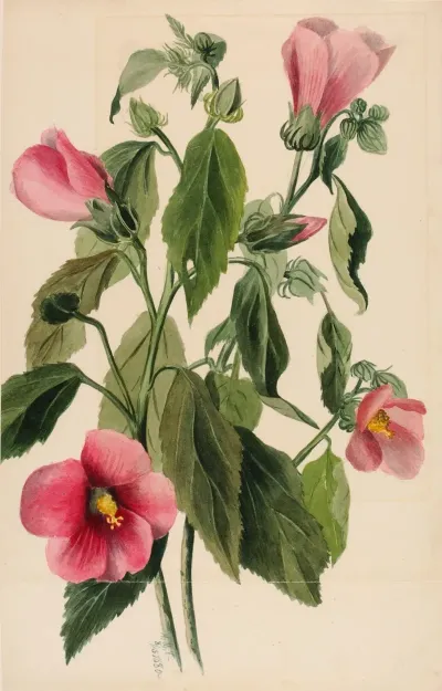 Rose Gentian Sabbatia Angularis