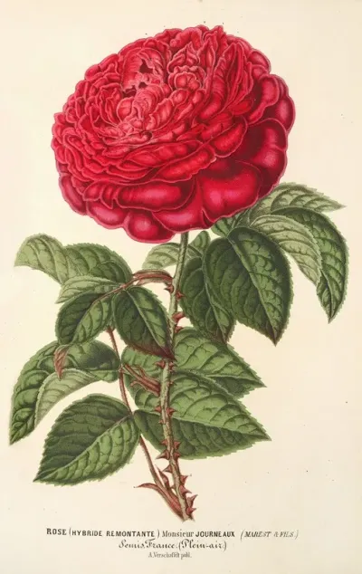Rose Hybr Remont Monsieur Journeaux