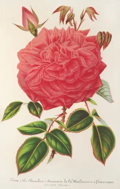 Rose Ile Bourbon Var Souvenir De La Malmaison A Fleurs Roses
