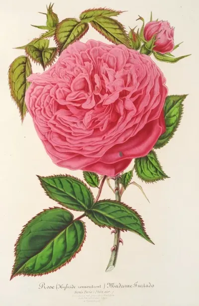 Rose Madame Furtardo