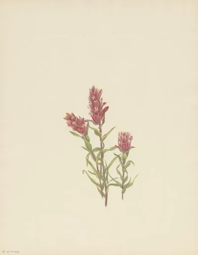 Rose Paintbrush Castilleja Pallida 3
