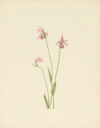 Rose Pogonia Pogonia Ophioglossoides 3