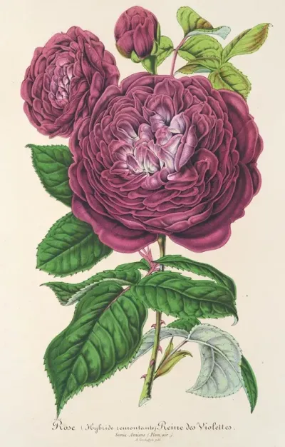 Rose Reine Des Violettes