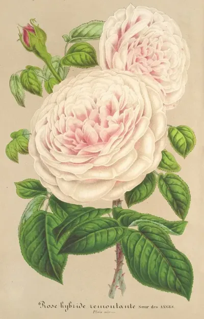 Rose Soeur Des Anges