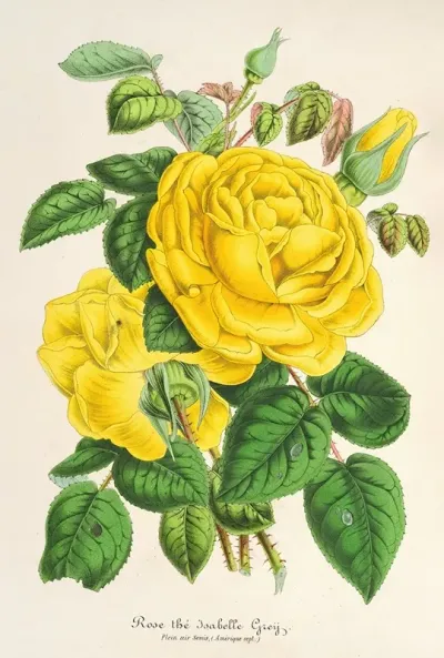 Rose The Isabelle Grey