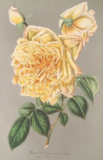 Rose The Jaune Dor