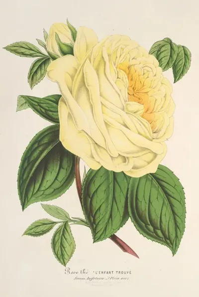 Rose The Lenfant Trouve