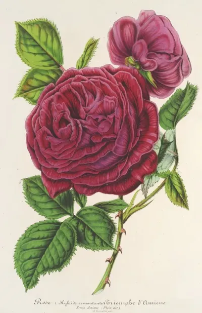 Rose Triomphe Damiens