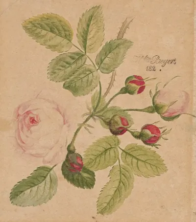 Rose Twig Rosa Centifolia