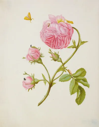 Rose With Metamorphosis Of Leaf Roller And A Glued Beetle Larva
