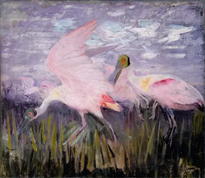 Roseate Spoonbills Study For Book Concealing Coloration In The Animal Kingdom