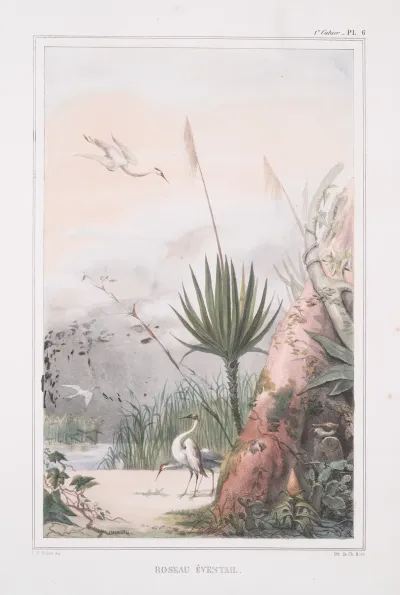 Roseau Eventail Ouba