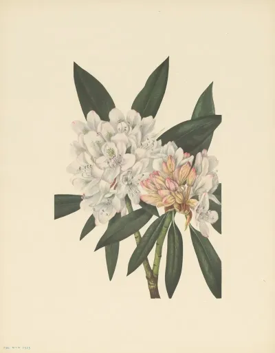 Rosebay Rhododendron Rhododendron Maximum 3