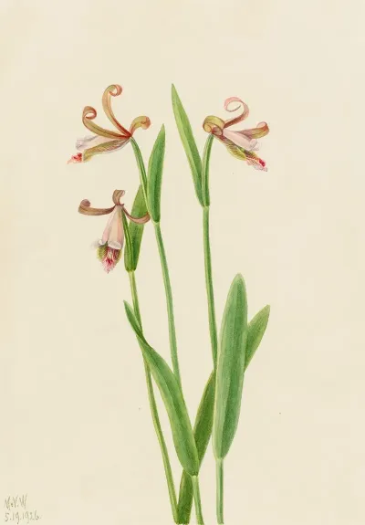 Rosebud Orchid Pogonia Divaricata 2