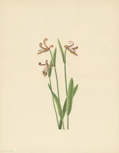 Rosebud Orchid Pogonia Divaricata 3