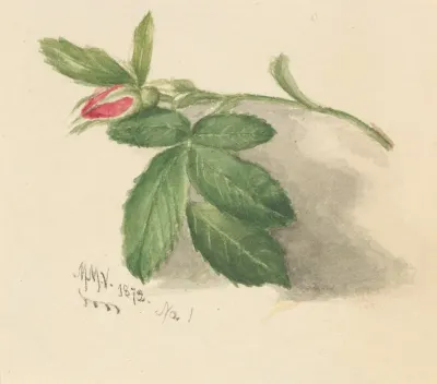 Rosebud
