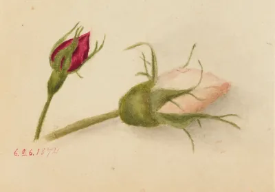 Rosebuds