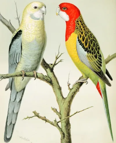 Rosella Parrakeets