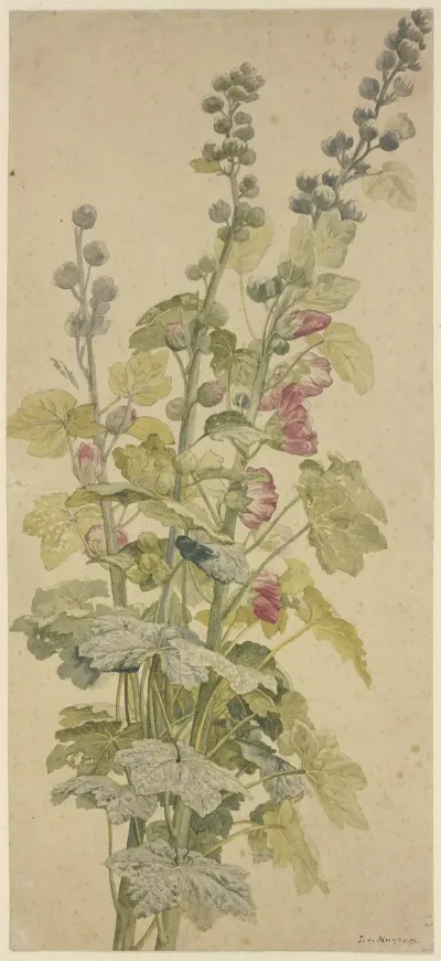 Rosella