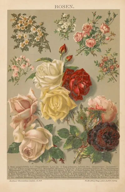 Rosen 5