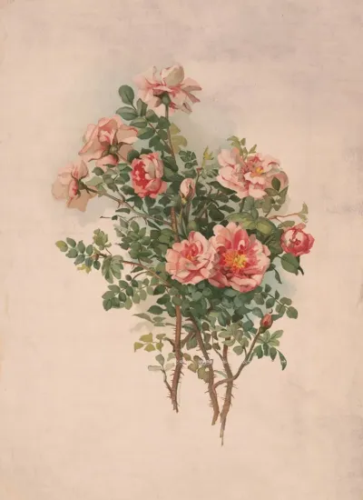 Roses 42