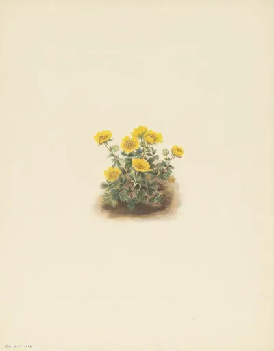 Rosette Cinquefoil Potentilla Uniflora