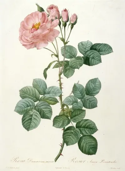 Rosier Aurore Poniatowska From La Couronne Des Roses