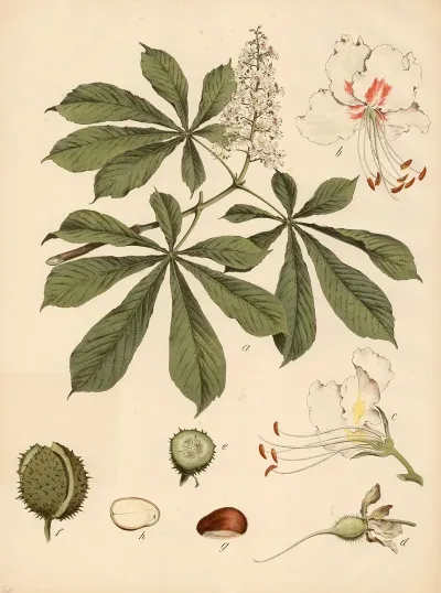 Rosskastanie