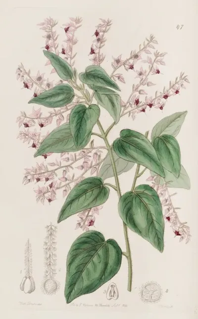 Rosy Armed Corethrostylis