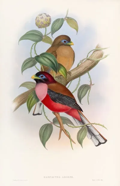 Rosy Breasted Trogon