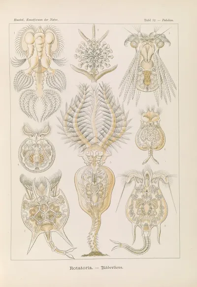 Rotatoria Radertiere