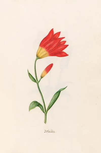 Rothe Lilia Lily