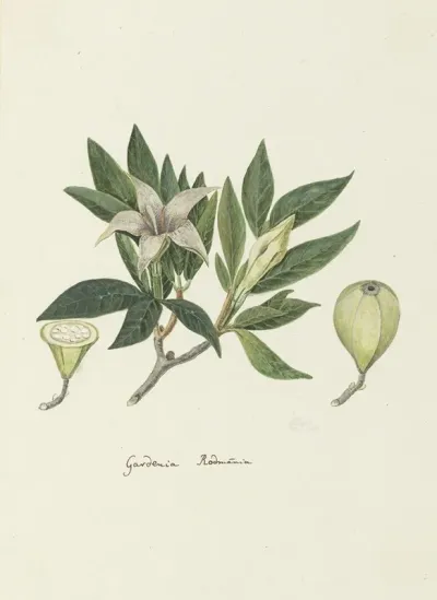 Rothmannia Capensis Thunb Formerly Gardenia Capensis Druce Wild Gardenia Or Common Rothmannia