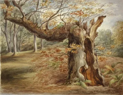 Rotting Tree