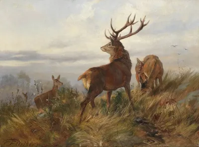 Rotwild In Der Morgendammerung