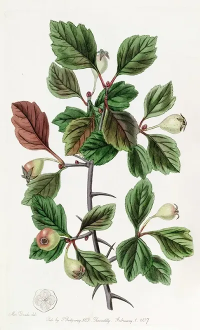 Rough Barked Thorn Single Fruited Variety