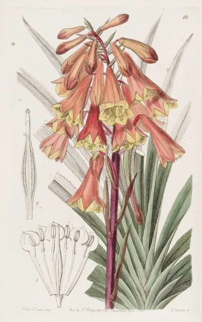 Rough Edged Blandfordia