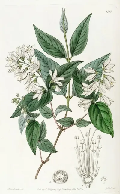 Rough Leaved Deutzia